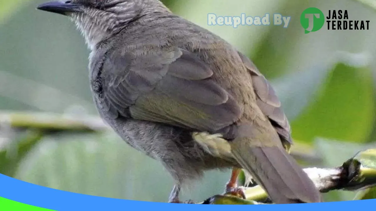 Gambar jual burung dan pakan burung bg Riky di Gayo Lues, Aceh ke 1