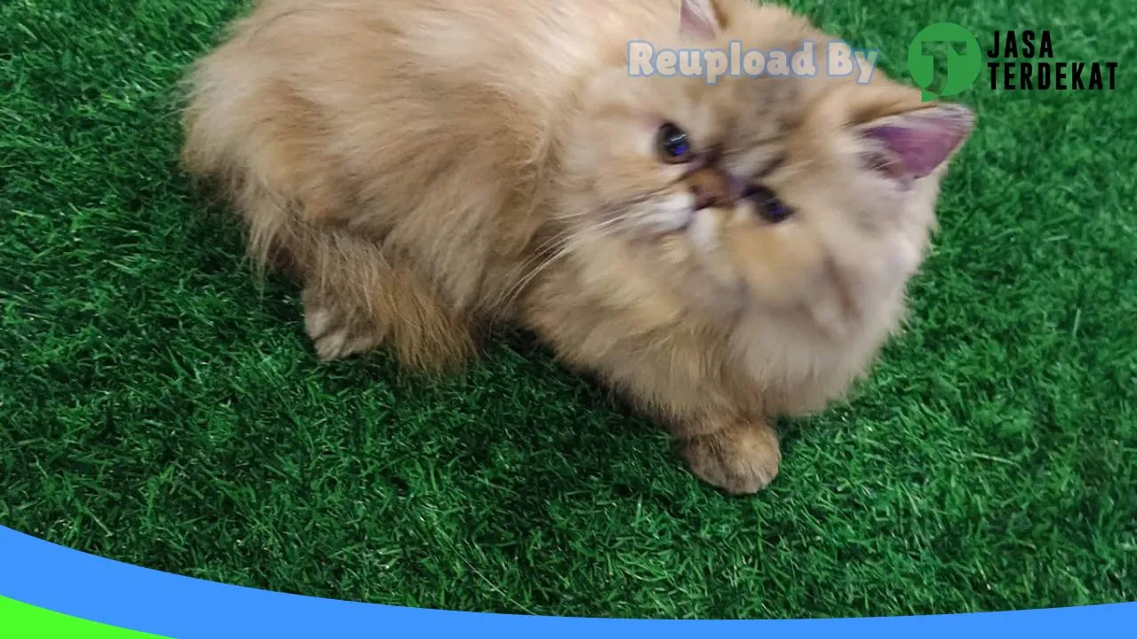 Gambar Papa Petshop Palembang di Palembang, Sumatera Selatan ke 4
