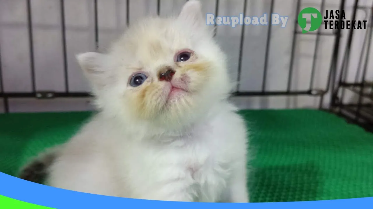 Gambar AnimalGallery Petshop di Tegal, Jawa Tengah ke 2