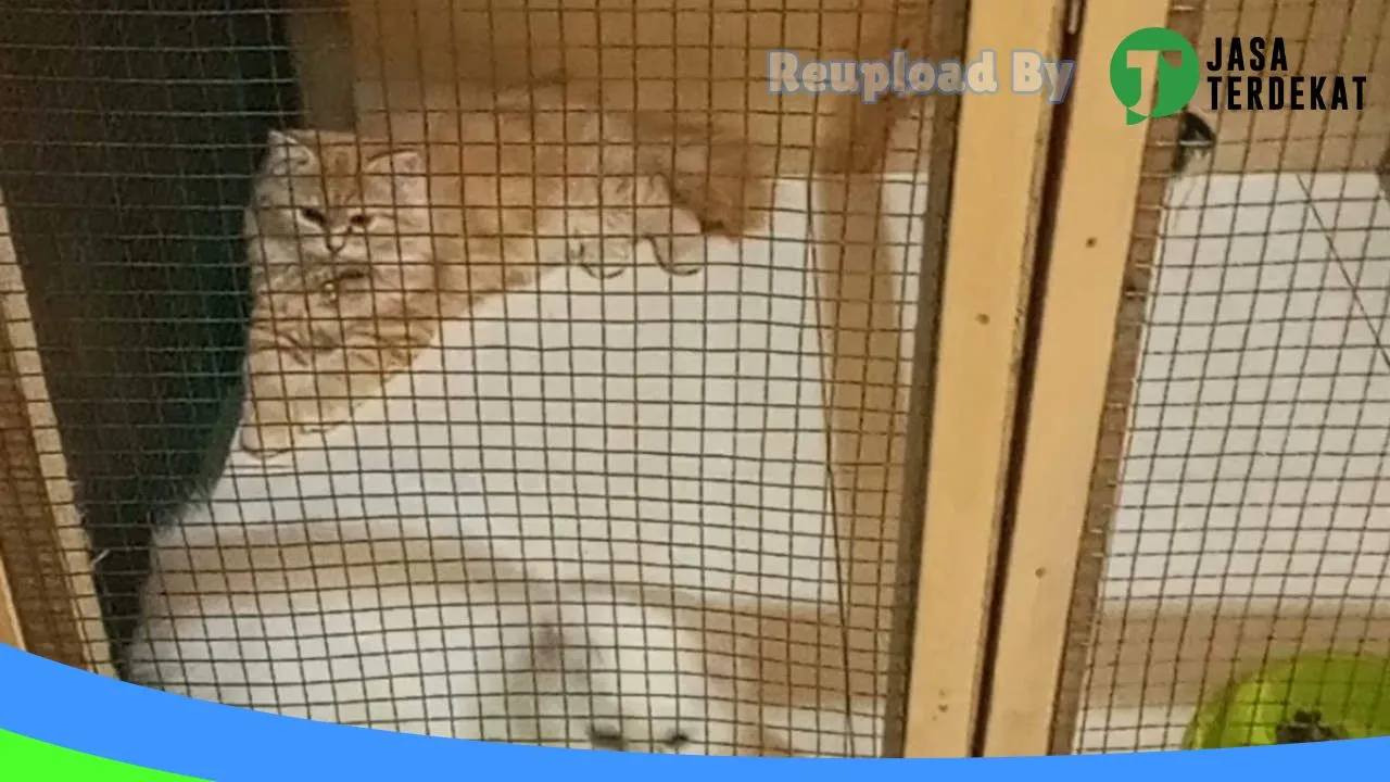 Gambar SHAYLA CATSHOP di Aceh Tenggara, Aceh ke 2