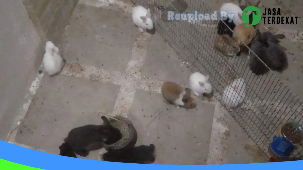 Gambar Took Your Pet’s (jual kelinci, hamster dan kucing gresik) di Gresik, Jawa Timur ke 4