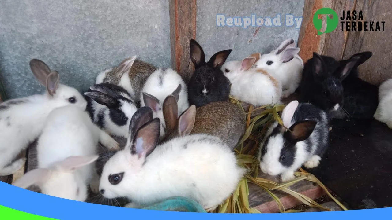 Gambar Uphyk Pondok Kelinci di Morowali, Sulawesi Tengah ke 2