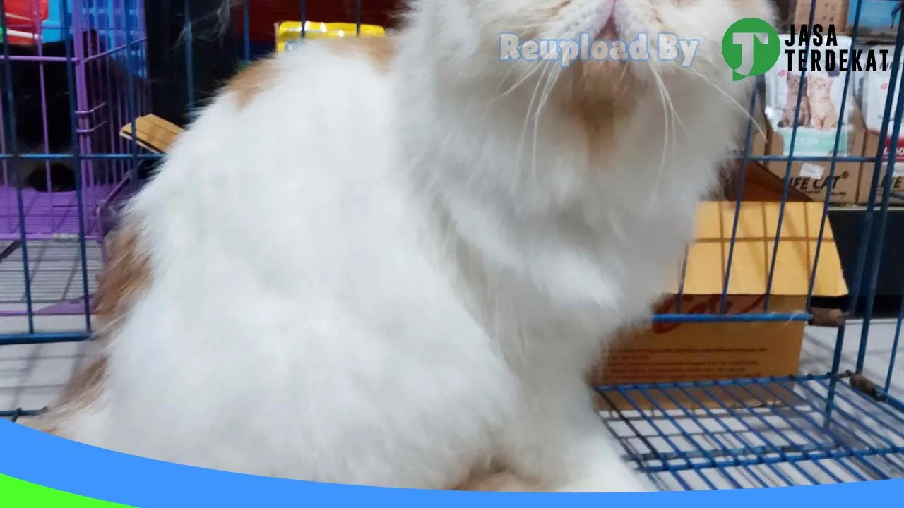 Gambar Kenzie Petshop Indramayu di Indramayu, Jawa Barat ke 1