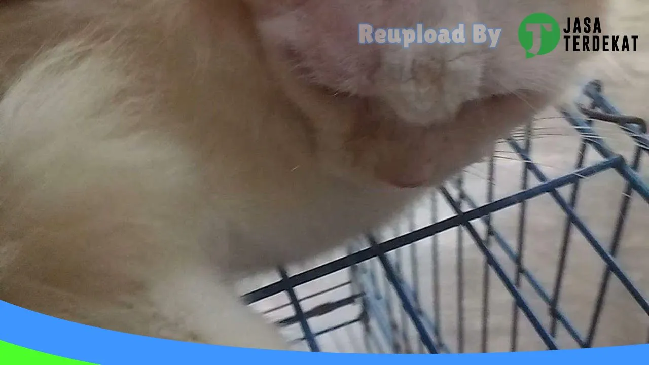 Gambar Ns petshop & pet grooming menes di Pandeglang, Banten ke 3