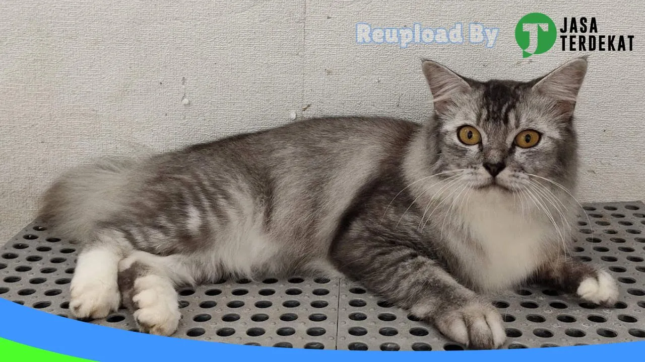 Gambar Diby Petshop And Grooming di Kulon Progo, DI Yogyakarta ke 2