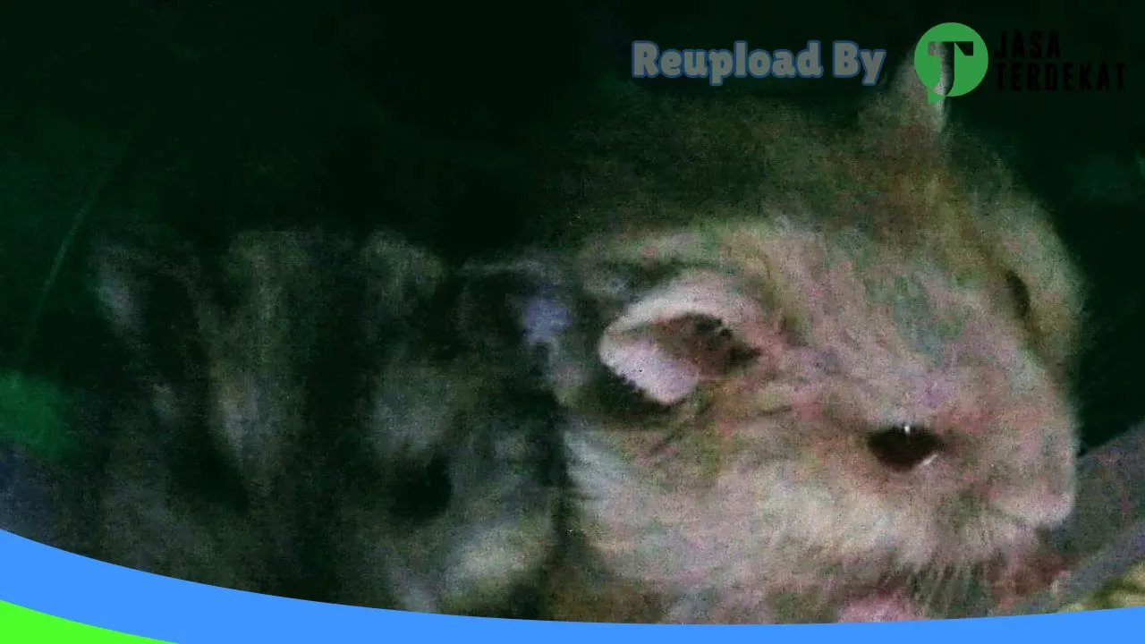 Gambar Q n A Hamster Petshop di Seluma, Bengkulu ke 2