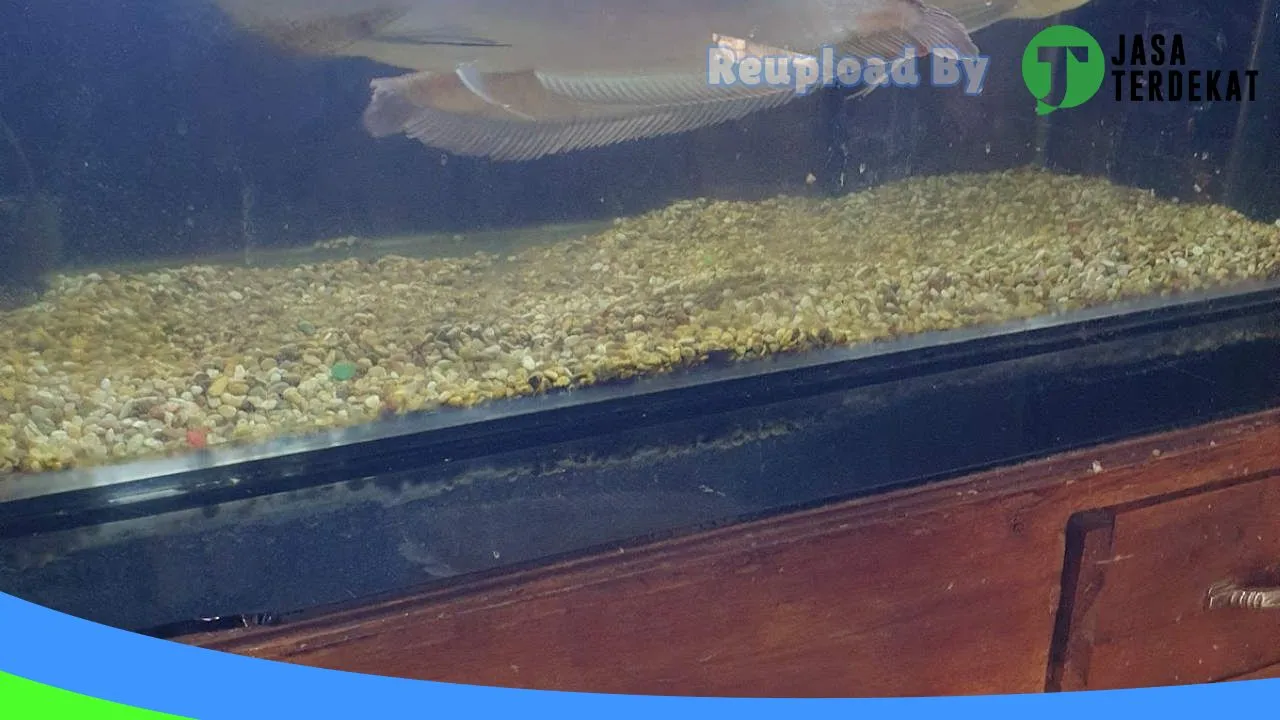 Gambar Rajawali Pet Shop Atambua di Belu, Nusa Tenggara Timur ke 4