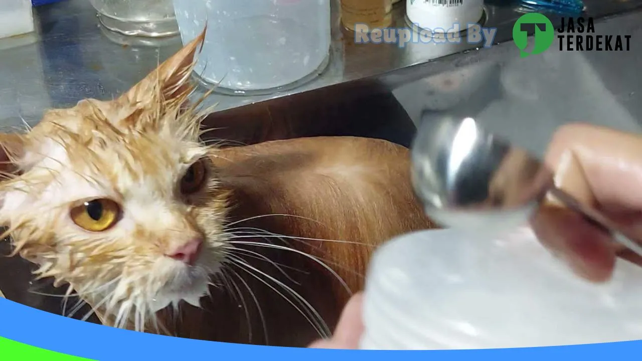 Gambar Mugen asolole petshop & groomer hewan di Hulu Sungai Tengah, Kalimantan Selatan ke 5