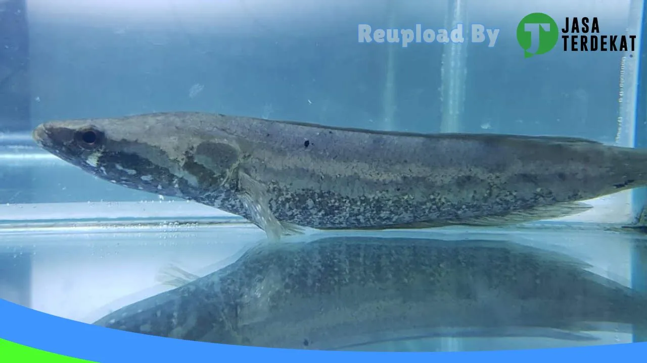 Gambar Infinity Exotic di Banjarnegara, Jawa Tengah ke 5