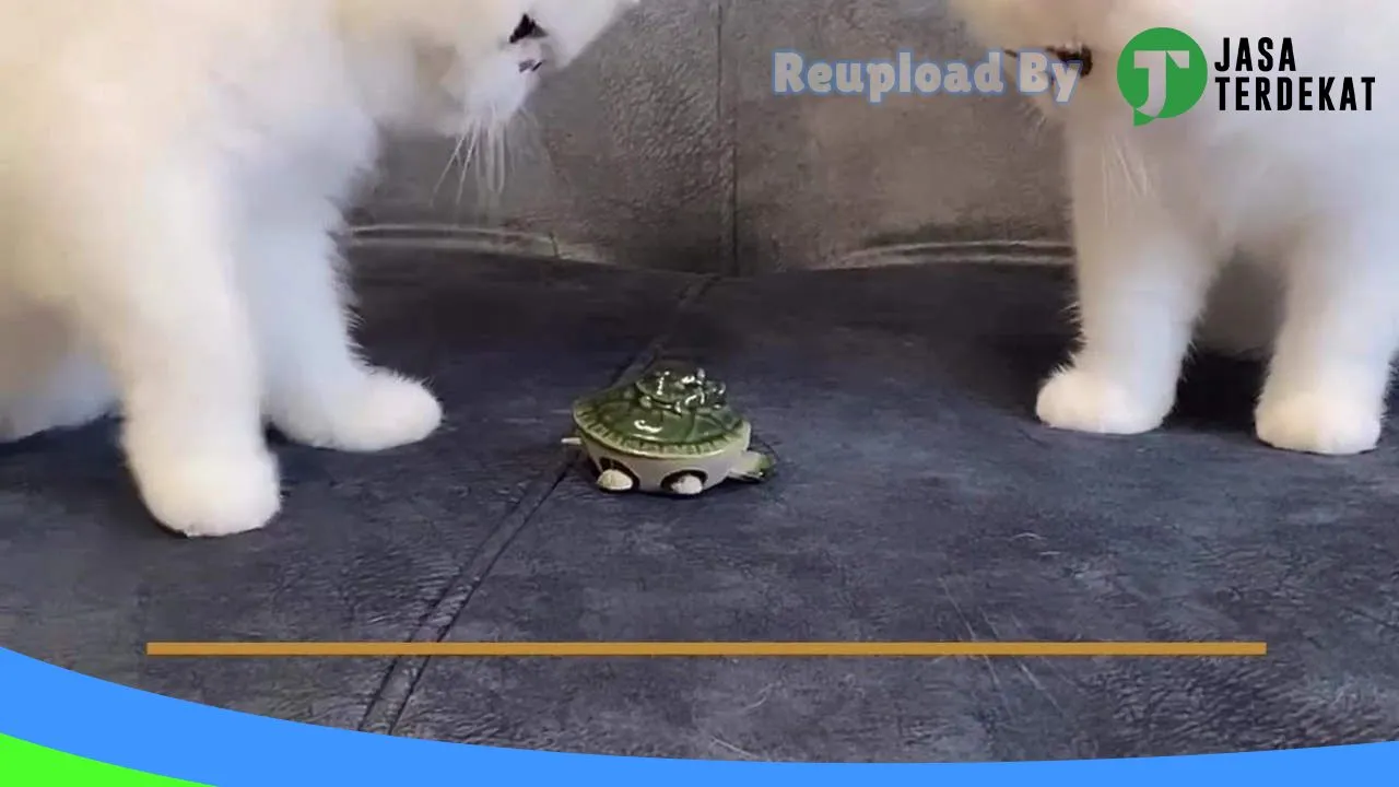 Gambar Juragan petshop 2 di Konawe Selatan, Sulawesi Tenggara ke 2