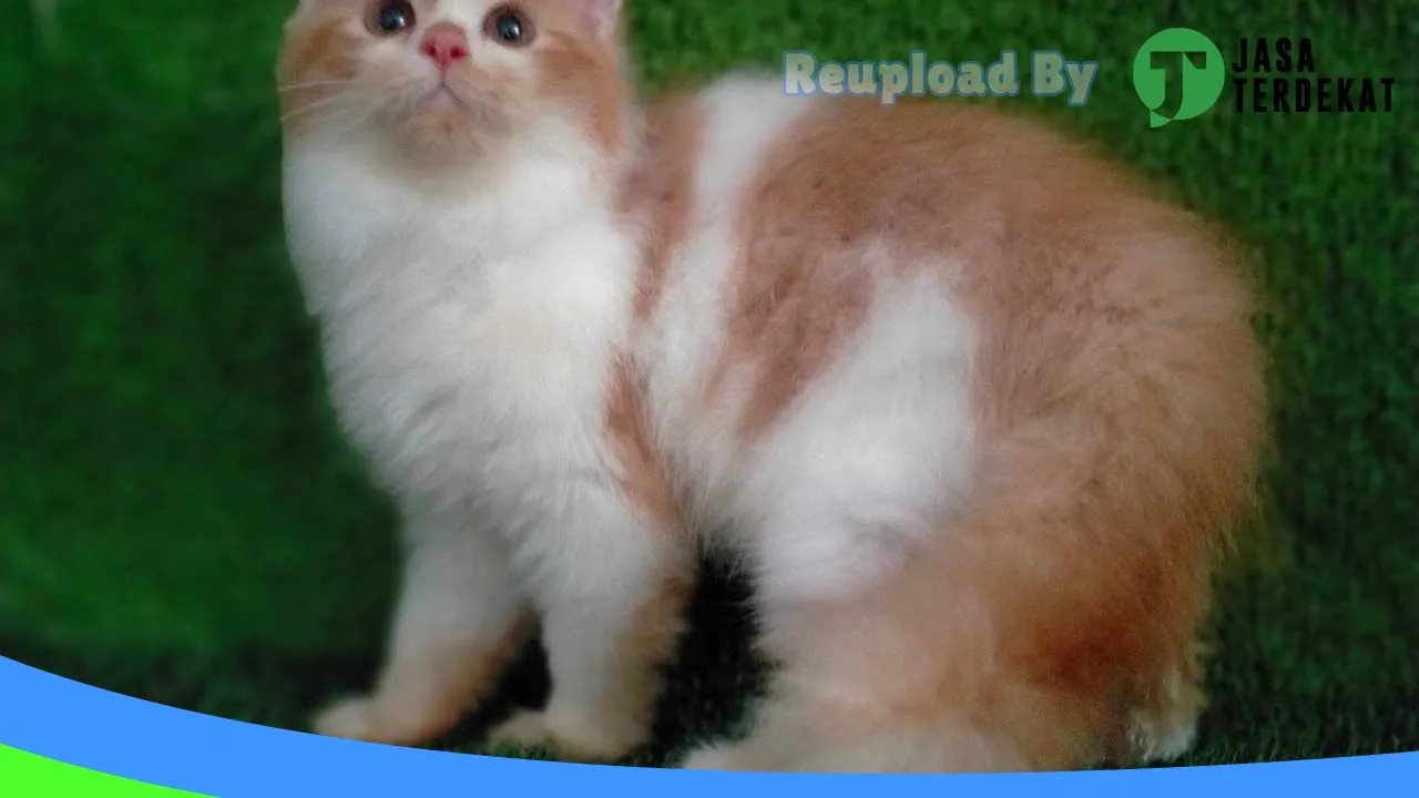 Gambar Omah Kucing Madiun di Kota Madiun, Jawa Timur ke 4