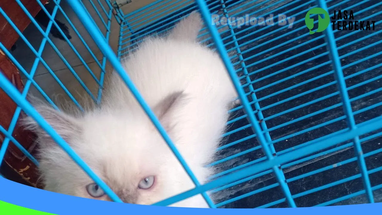 Gambar Omah kucing Ngawi di Ngawi, Jawa Timur ke 2