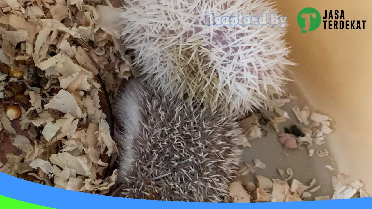 Gambar hamster pets berau di Berau, Kalimantan Timur ke 2