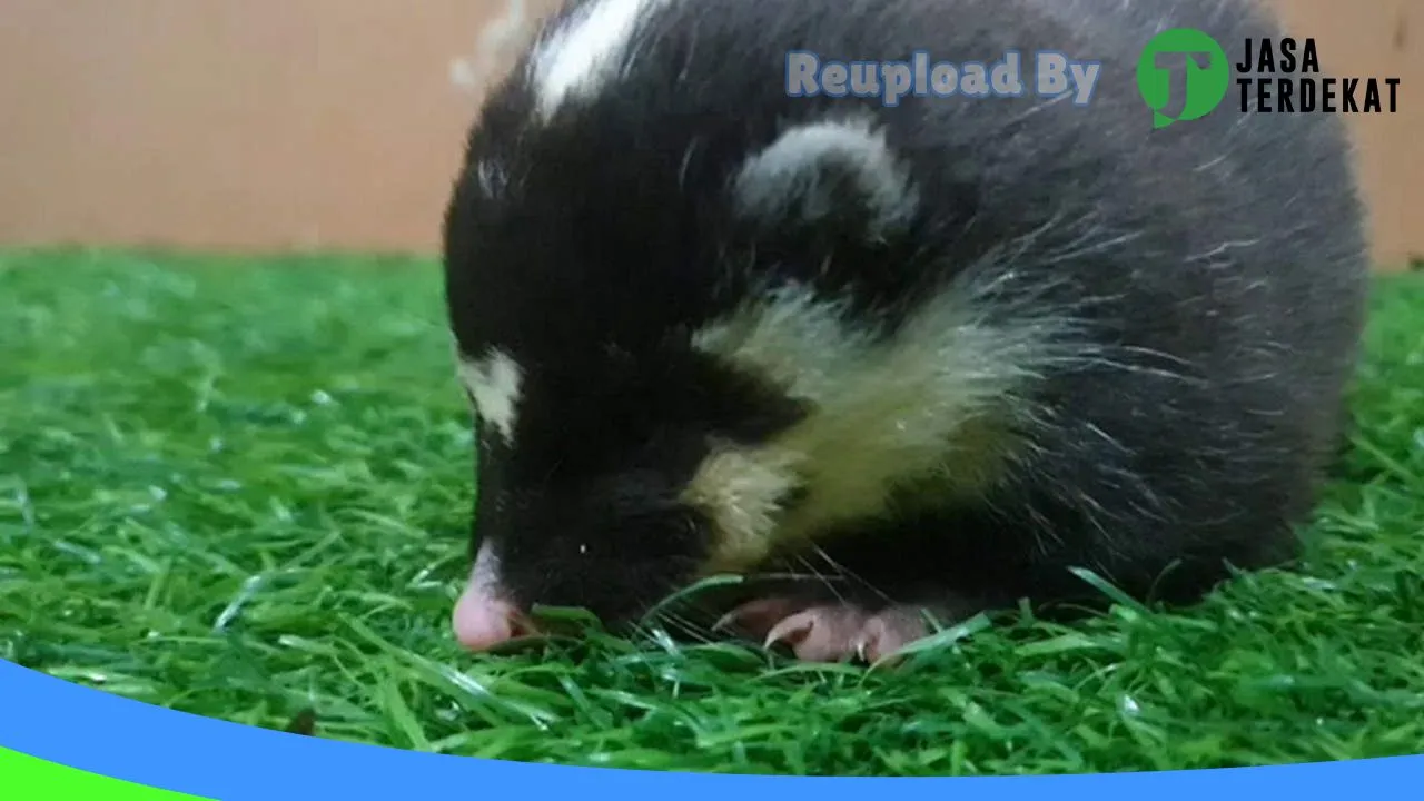 Gambar HAMSBEAR Pet Center ( Petshop Condet ) di Jakarta Timur, DKI Jakarta ke 1