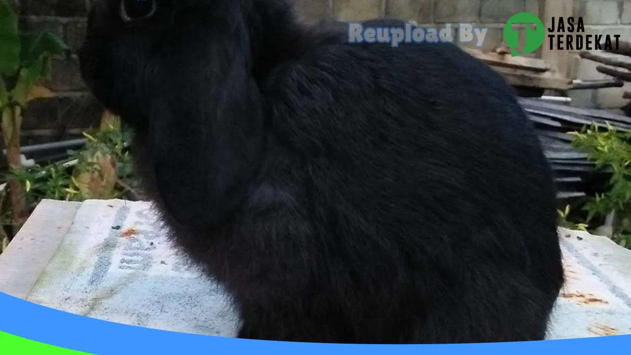 Gambar V-Rabbit Tarakan ( Jual Kelinci Tarakan ) di Kota Tarakan, Kalimantan Utara ke 3