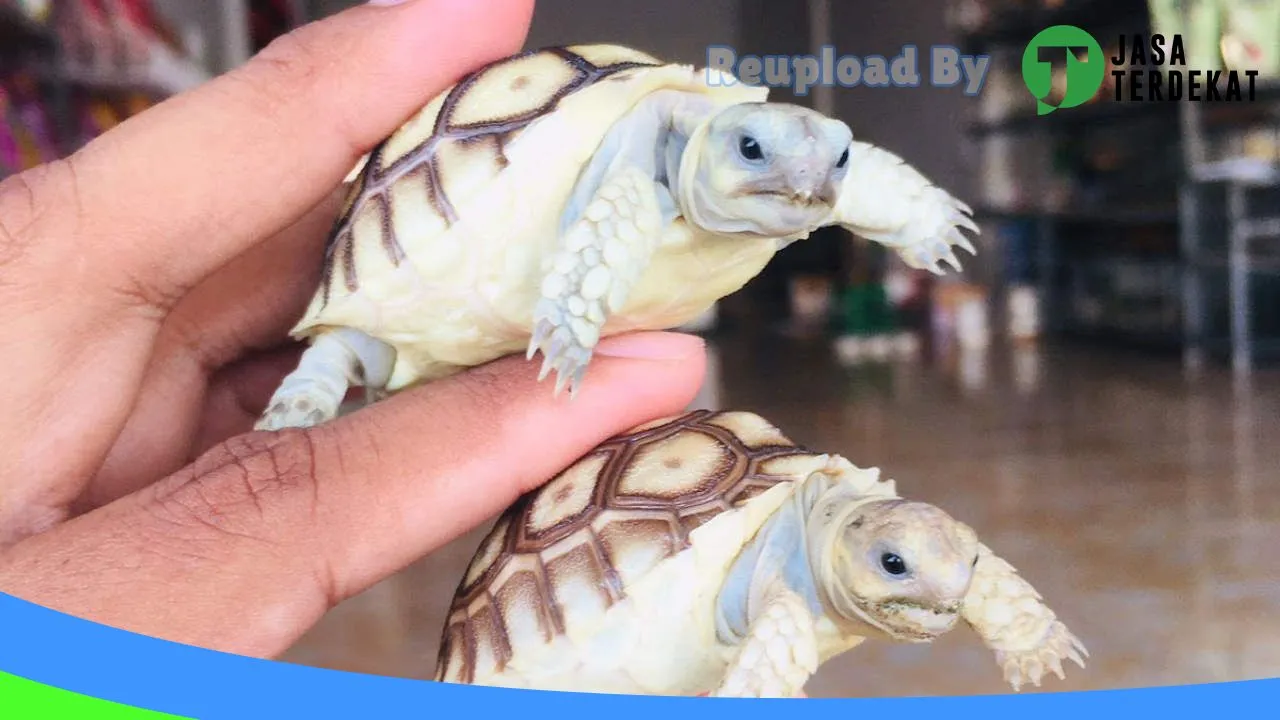 Gambar Kamerejet Petshop (Kisbung Mini Reptile Zoo) di Katingan, Kalimantan Tengah ke 2