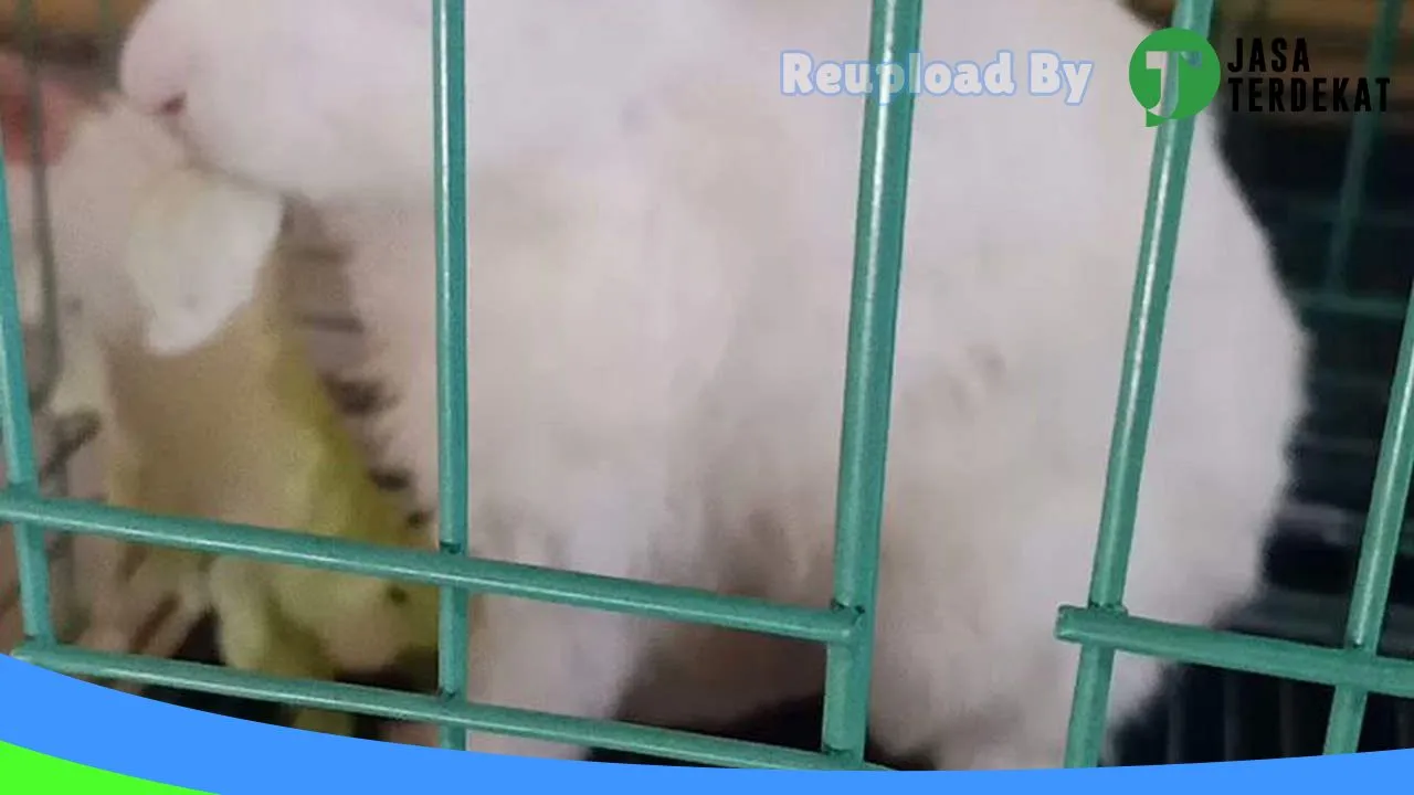 Gambar Pet Shop Pet Kingdom & Praktek Dokter Hewan di Pringsewu, Lampung ke 2