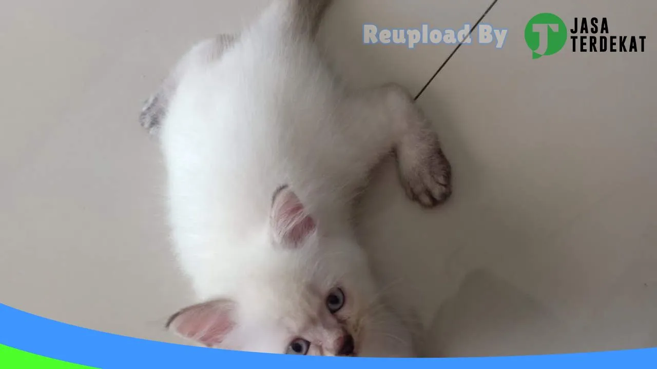 Gambar Omah kucing Ngawi di Ngawi, Jawa Timur ke 3