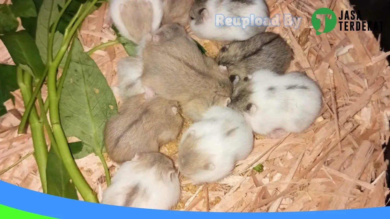 Gambar Galeri Hamster Prabumulih di Prabumulih, Sumatera Selatan ke 3