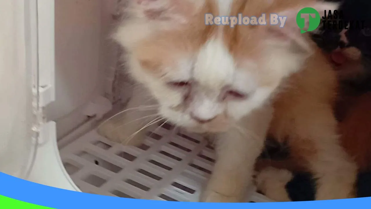 Gambar Grooming Jemput Antar & Pet shop di Tebo, Jambi ke 3