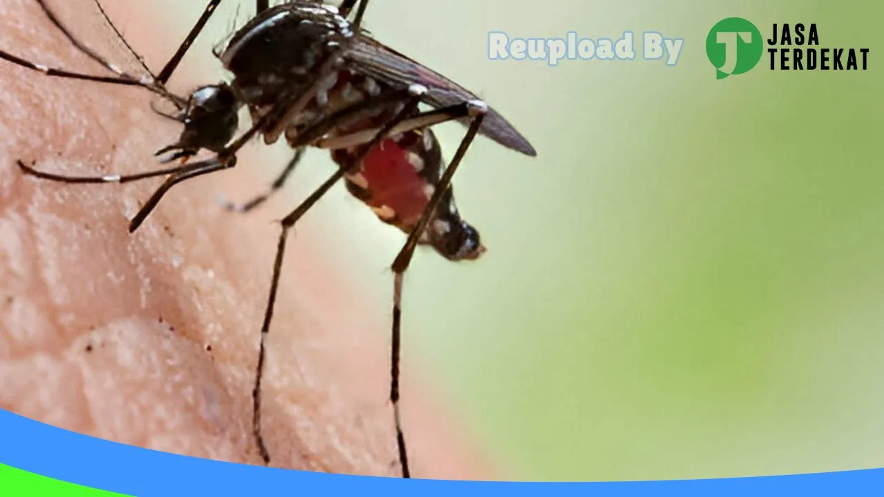 Gambar Insekta Pest Control Medan | Anti Rayap | Fumigasi di Deli Serdang, Sumatera Utara ke 3