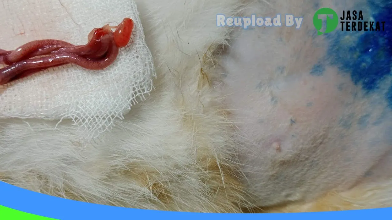 Gambar Klinik Hewan dan Petshop Dunia Satwa di Tanah Datar, Sumatera Barat ke 5