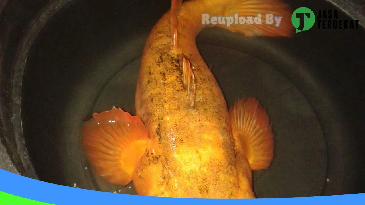 Gambar Sinar Lobster & Cupang di Samosir, Sumatera Utara ke 1