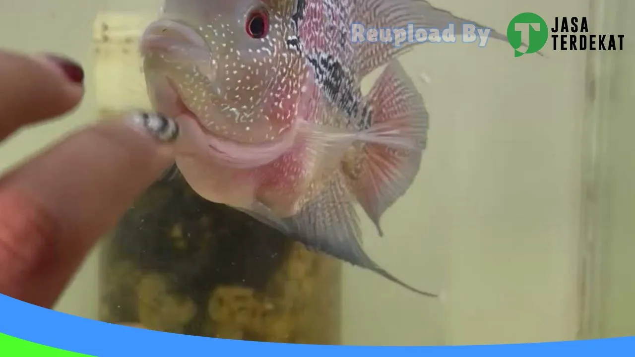 Gambar RUMAH IKAN HIAS PRABUMULIH di Prabumulih, Sumatera Selatan ke 4