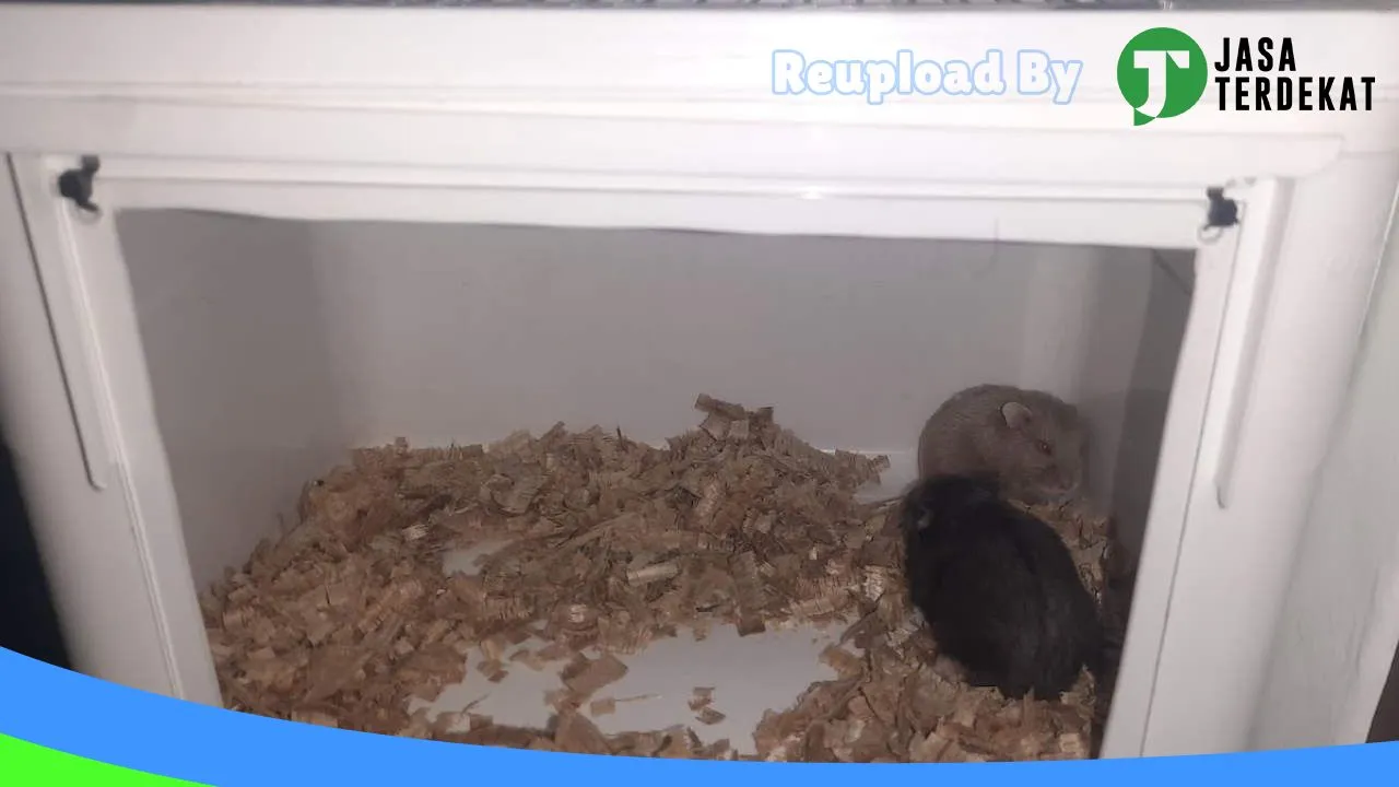 Gambar Fola Hamster ternate di Maluku Tengah, Maluku ke 2