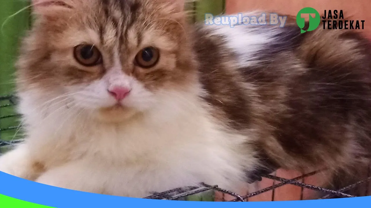 Gambar Chiro PetShop Prabumulih di Prabumulih, Sumatera Selatan ke 4