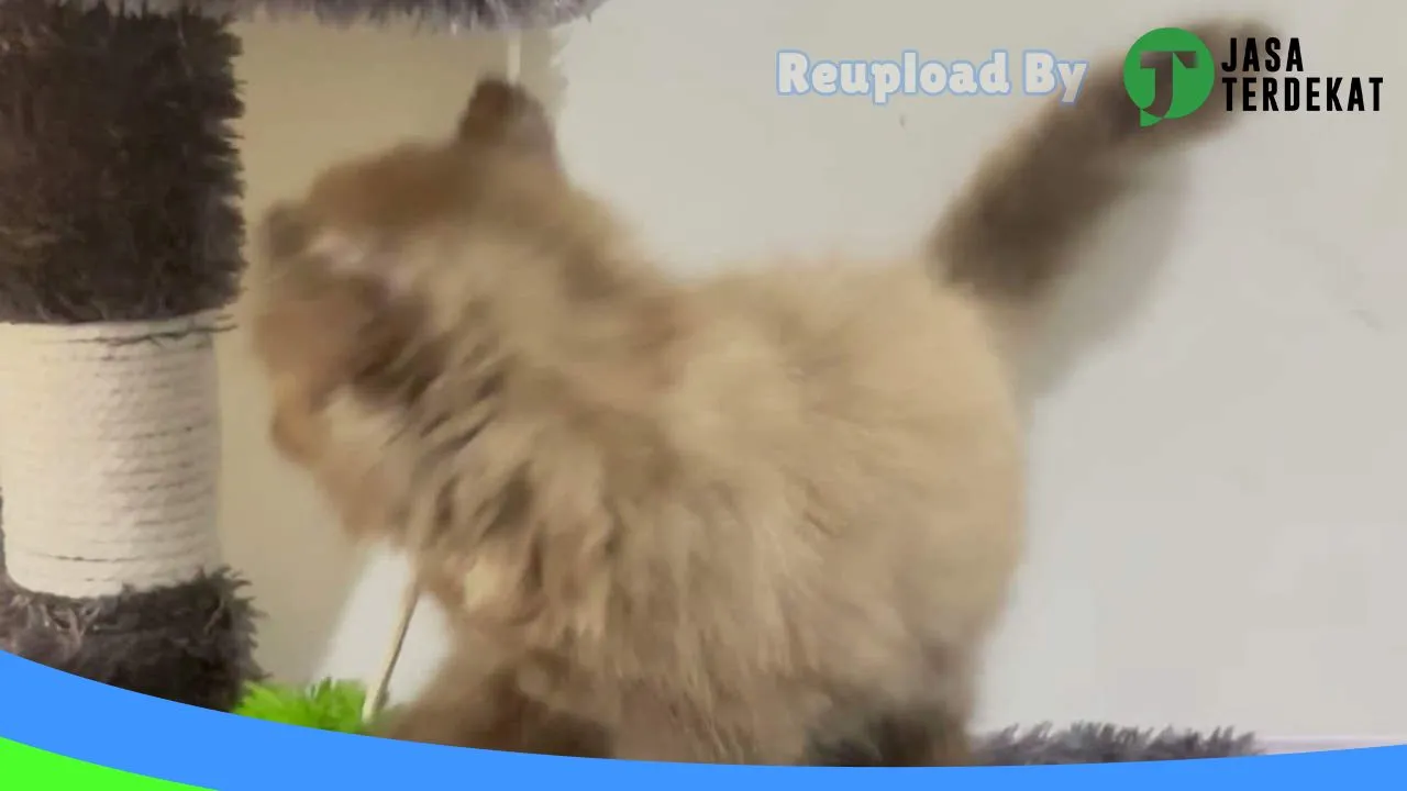 Gambar Took Your Pet’s (jual kelinci, hamster dan kucing gresik) di Gresik, Jawa Timur ke 5