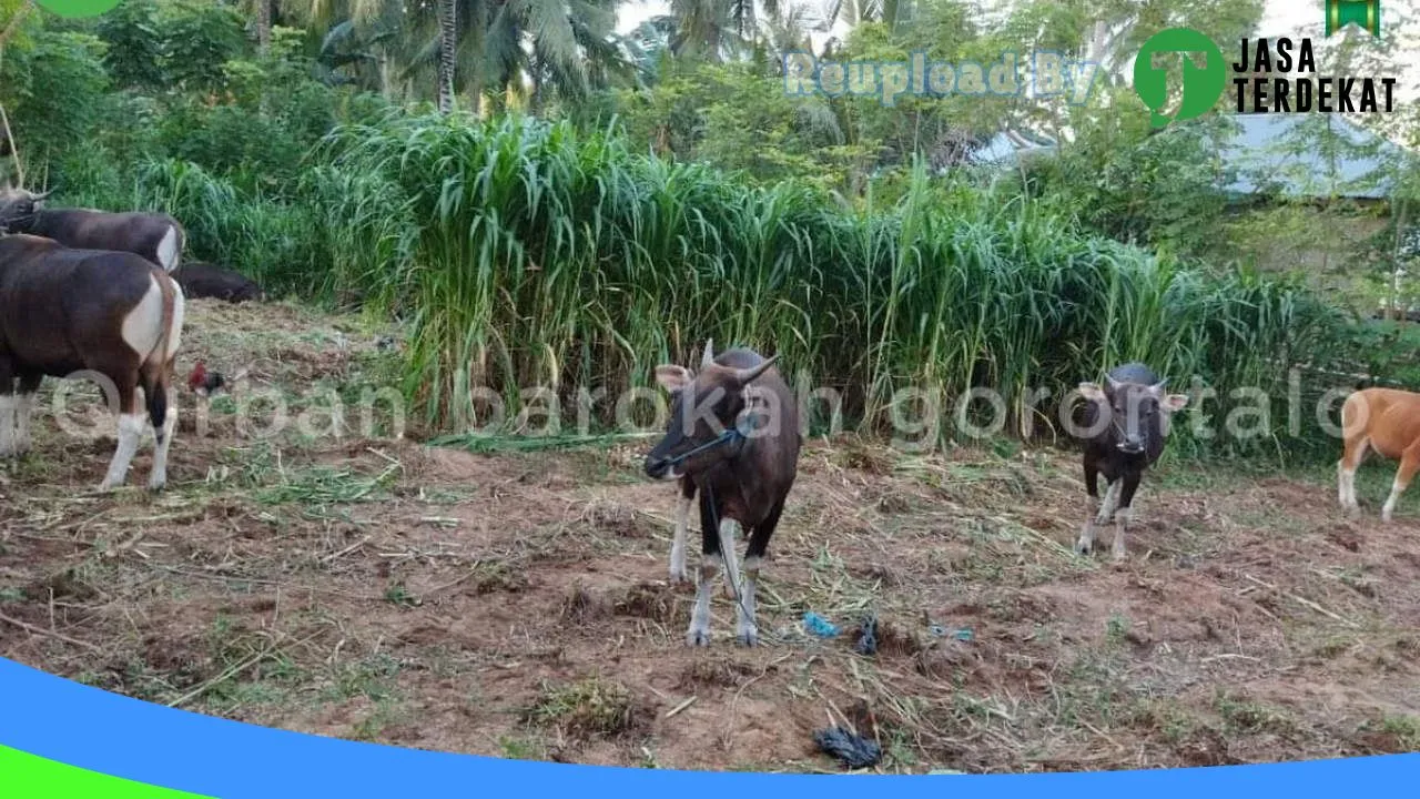 Gambar Qurban Barokah Gorontalo di Bone Bolango, Gorontalo ke 1
