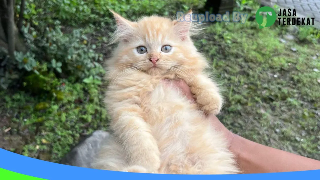 Gambar Tocha Cats Paron di Ngawi, Jawa Timur ke 2