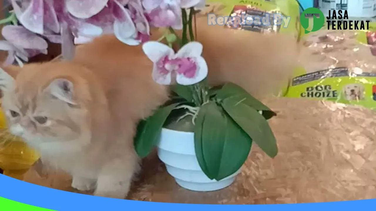 Gambar REBORNPETS di Bandar Lampung, Lampung ke 1