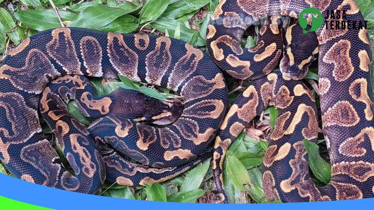 Gambar Zu Reptile Kobar di Kotawaringin Barat, Kalimantan Tengah ke 3