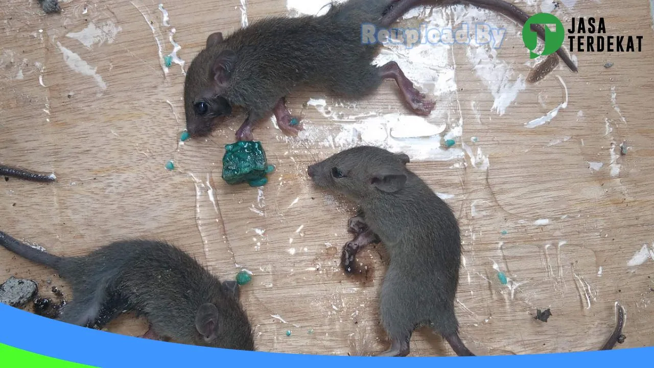 Gambar Pest control bali di Karangasem, Bali ke 5