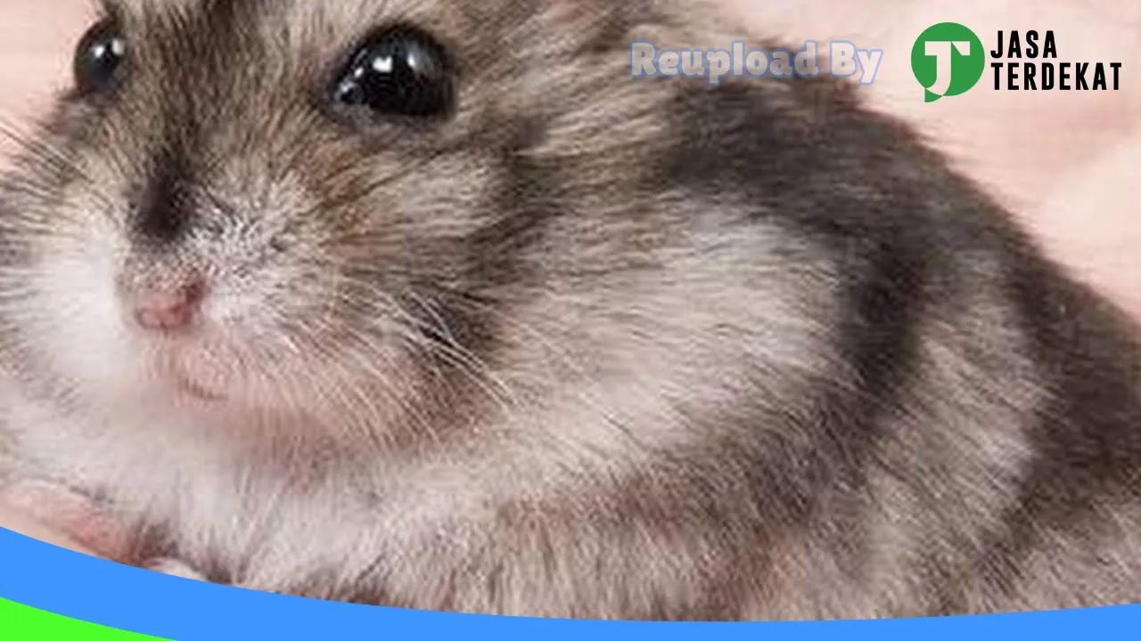 Gambar Q n A Hamster Petshop di Seluma, Bengkulu ke 4