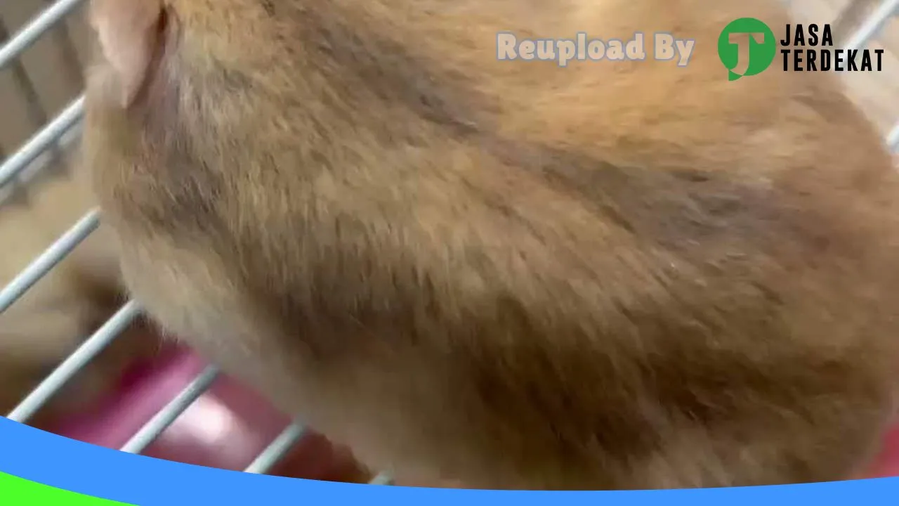 Gambar HAMSTER KALIWUNGU di Kendal, Jawa Tengah ke 2