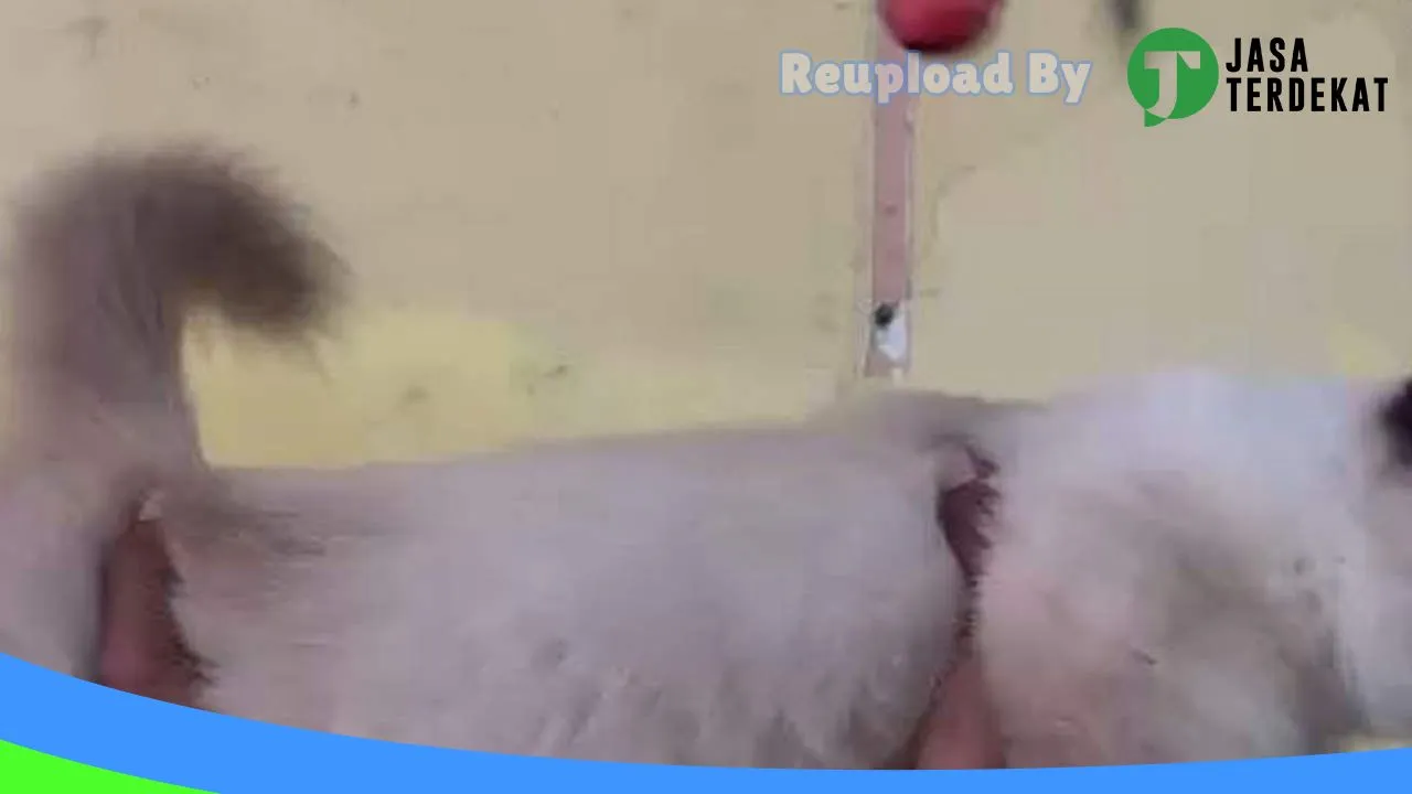 Gambar DEWI PET SHOP MEDAN di Medan, Sumatera Utara ke 4