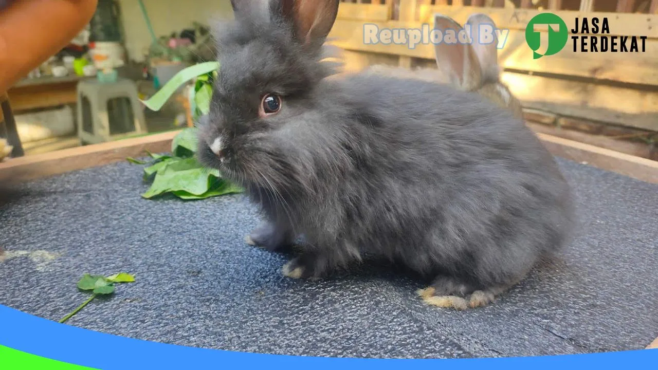 Gambar ASEKAWAN RABBIT FARM di Bintan, Kepulauan Riau ke 2