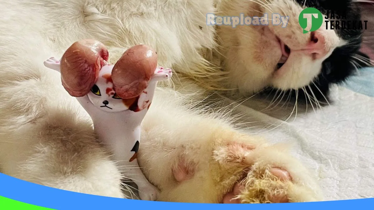 Gambar PinkVet – Praktik Dokter Hewan & Petshop di Kota Bima, Nusa Tenggara Barat ke 4