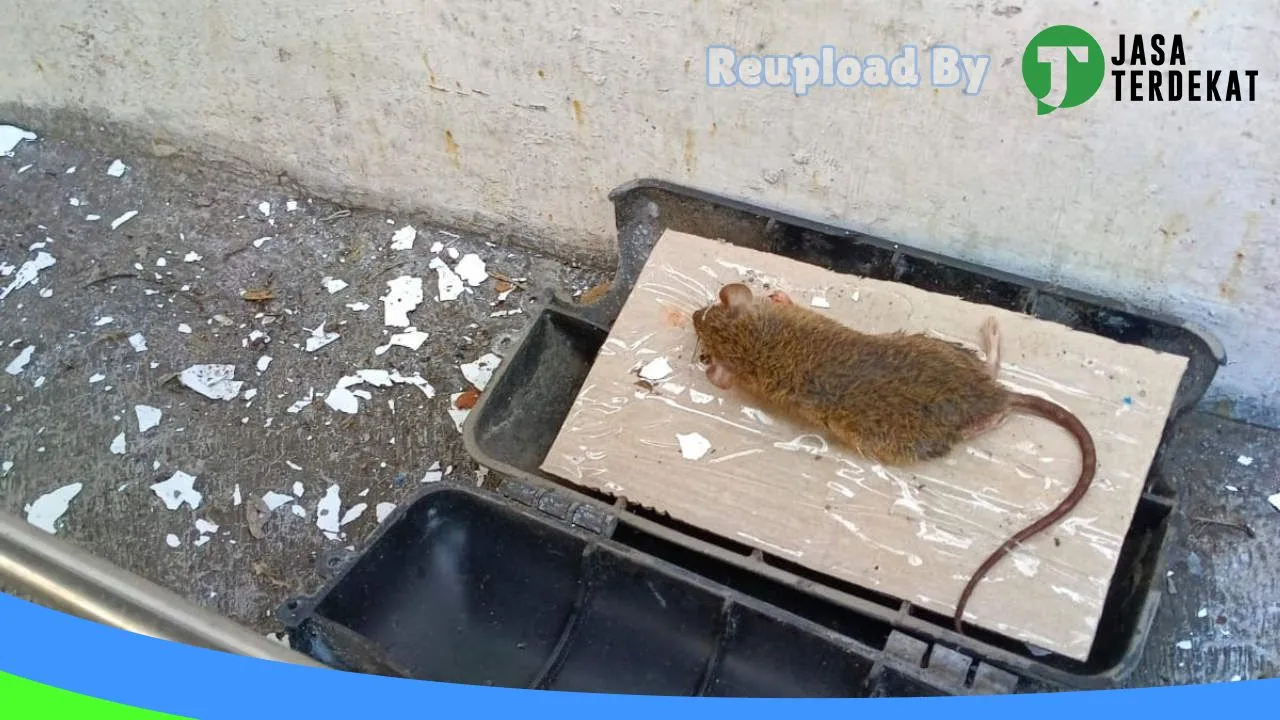 Gambar CV REGAS PEST CONTROL BANYUWANGI ( jasa pest control & anti rayap) di Banyuwangi, Jawa Timur ke 4