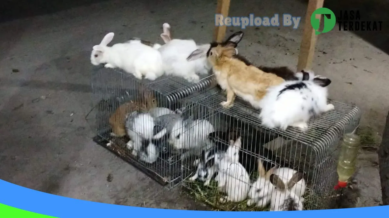 Gambar Kandang Peternakan Kelinci di Batu Bara, Sumatera Utara ke 2
