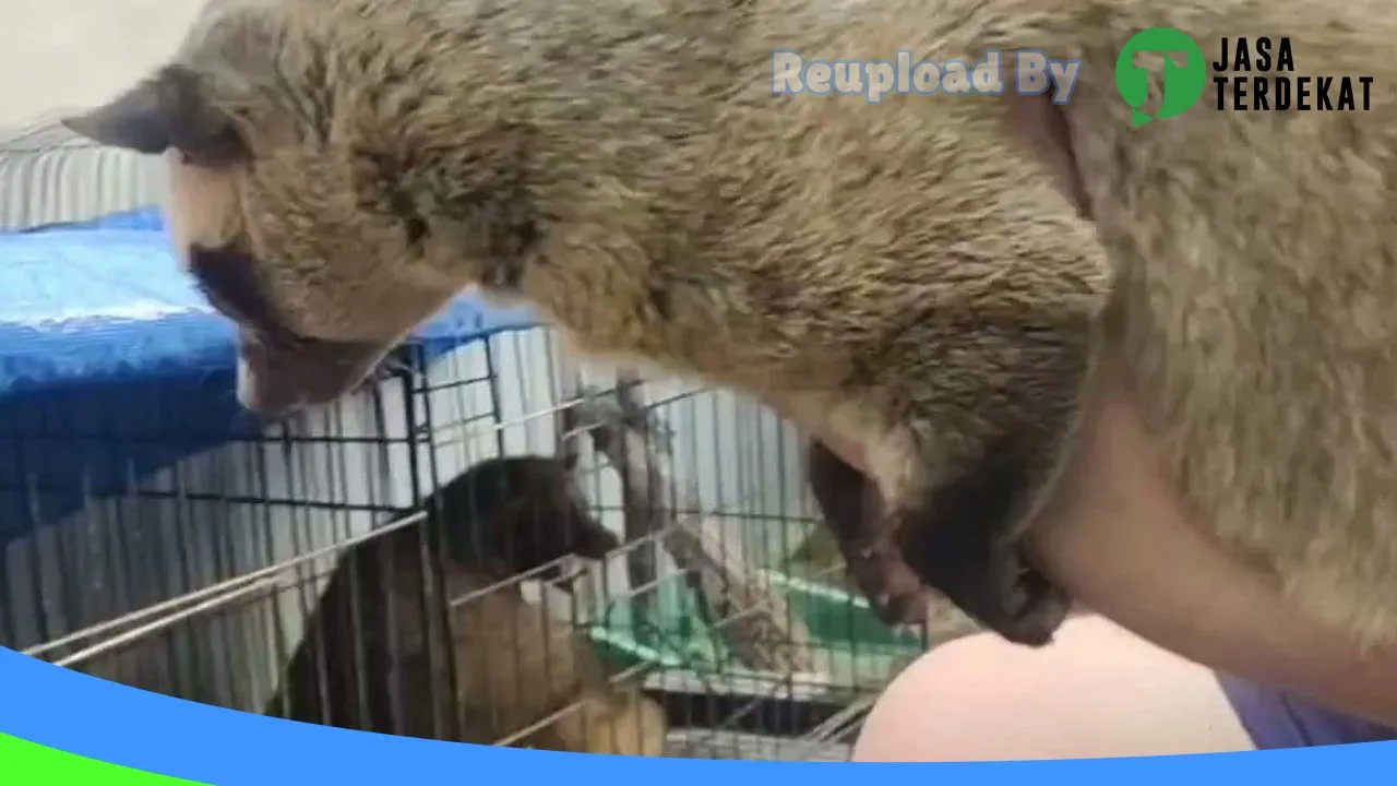 Gambar KIQ Pet Gallery di Gianyar, Bali ke 5