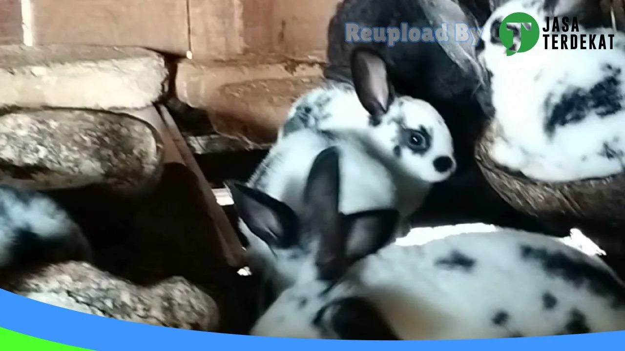 Gambar Kandang Peternakan Kelinci di Batu Bara, Sumatera Utara ke 3