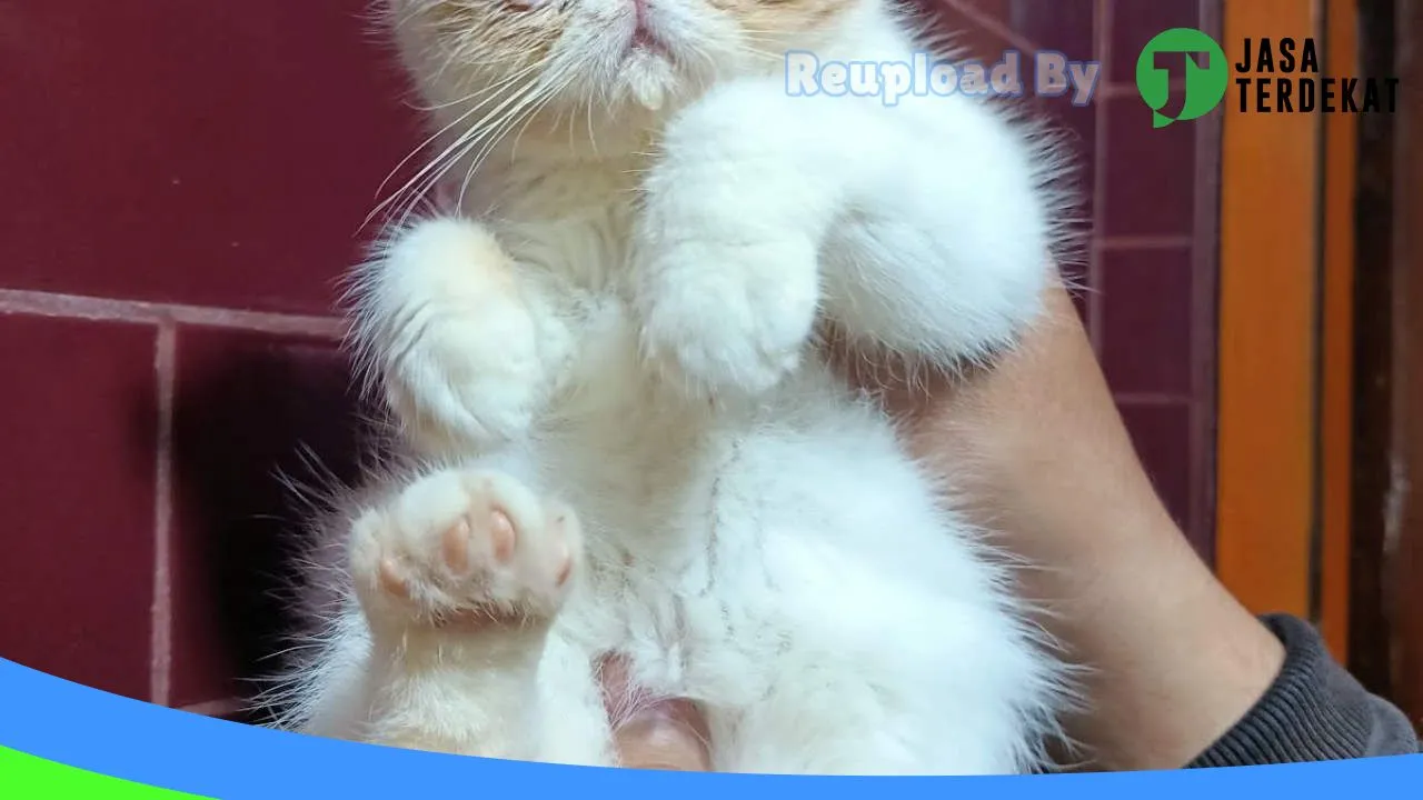 Gambar Ratu Cathouse Sukabumi di Sukabumi, Jawa Barat ke 4