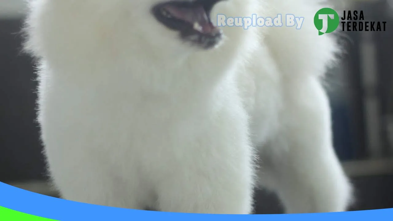 Gambar Joy Petshop Timika di Tolikara, Papua ke 1