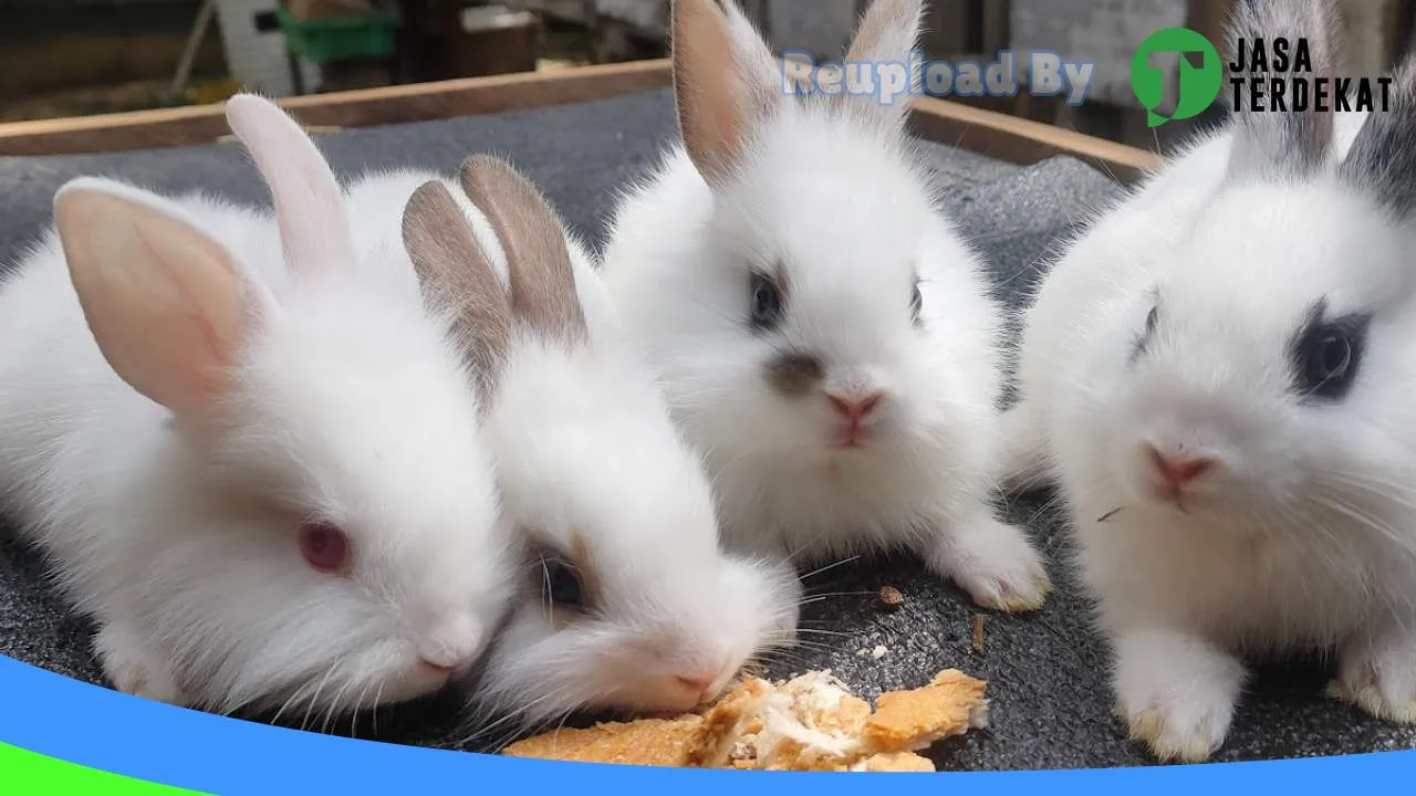 Gambar ASEKAWAN RABBIT FARM di Bintan, Kepulauan Riau ke 3