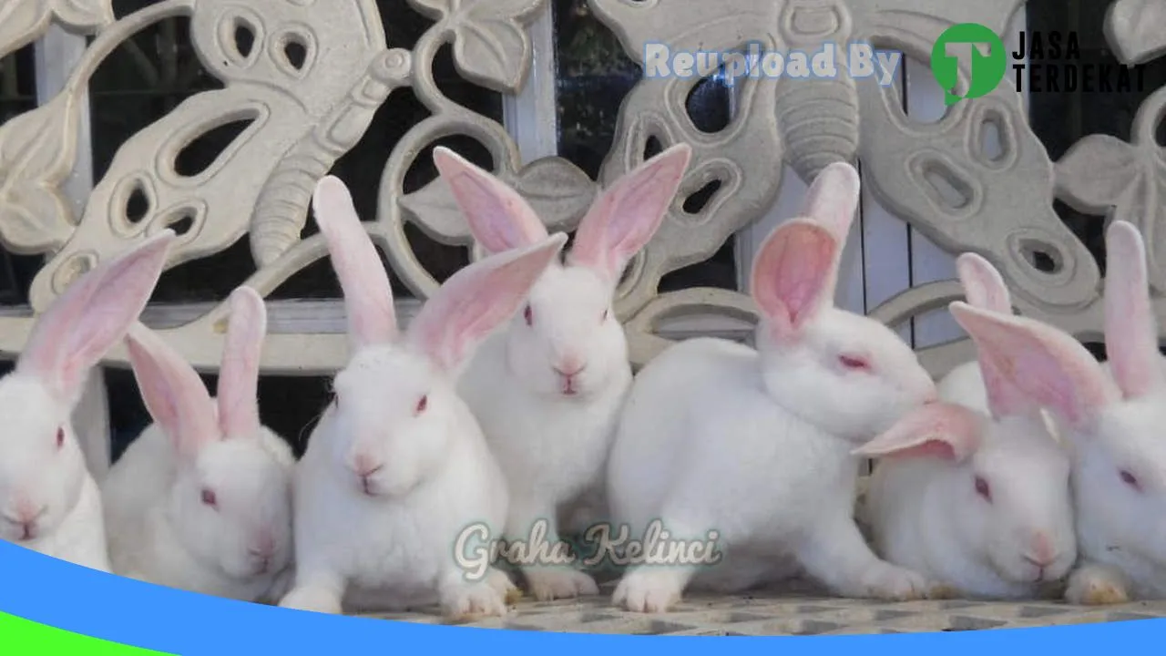 Gambar Graha Kelinci Pet Shop di Karawang, Jawa Barat ke 1