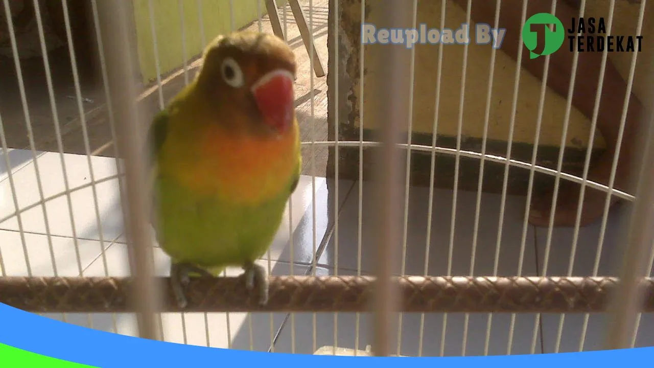 Gambar jual burung dan pakan burung bg Riky di Gayo Lues, Aceh ke 2